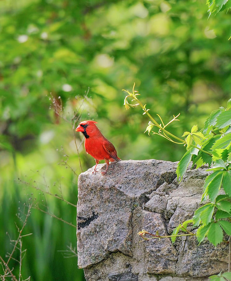 Cardinal On a Rock Wall Photograph by Cordia Murphy