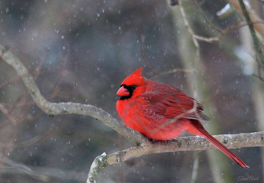 Cardinal on a Snowy Day Photograph by Trina Ansel