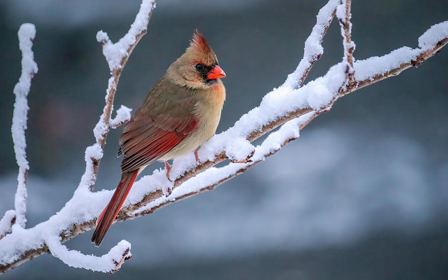 Cardinal on a Snowy Winter Late Afternoon Photograph by Rachel Morrison