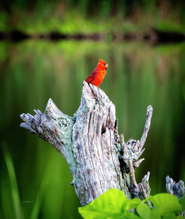 Cardinal On A Stump Photograph by Brian Wallace