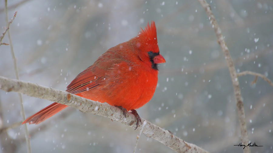 Cardinal On a Winter Day Photograph by Harry Moulton