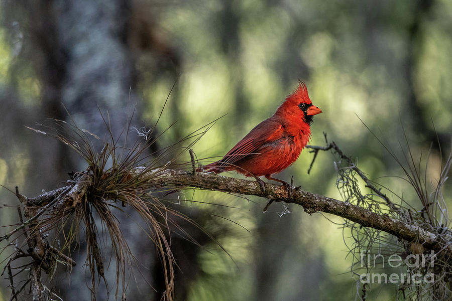 Cardinal on Branch Photograph by Tom Claud