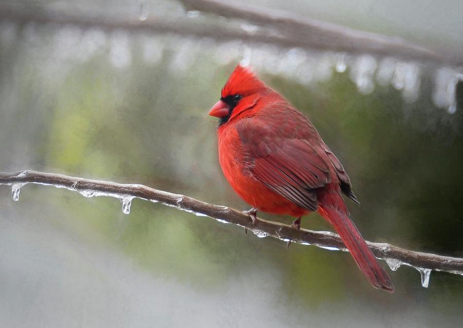 Cardinal On Frozen Branch Photograph By Mary Lynn Giacomini 