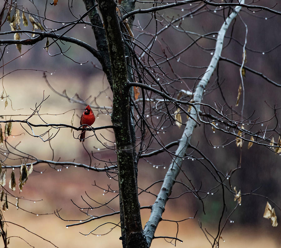 Cardinal On Iced Tree Photograph by Betty Pauwels