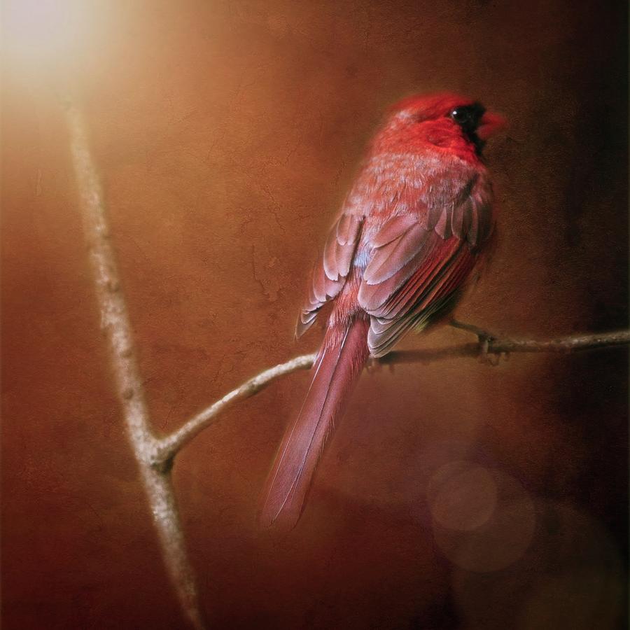Cardinal on Red Photograph by Marjorie Whitley