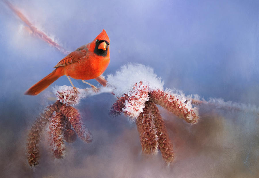 Red Male Cardinal On Snow Branch Mixed Media by Billy Grimes