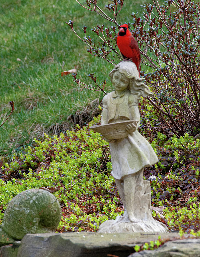 cardinal garden statues