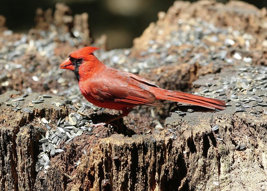 Cardinal on Stump Photograph by Carol Groenen