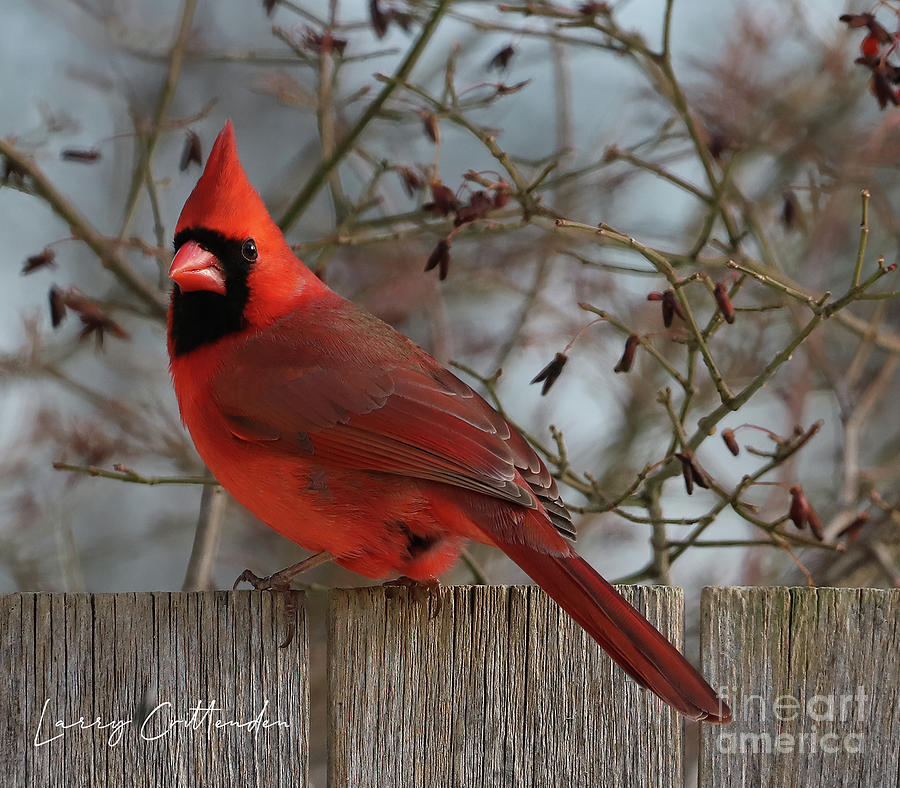 Cardinal on the Fence Photograph by Brenda Priddy