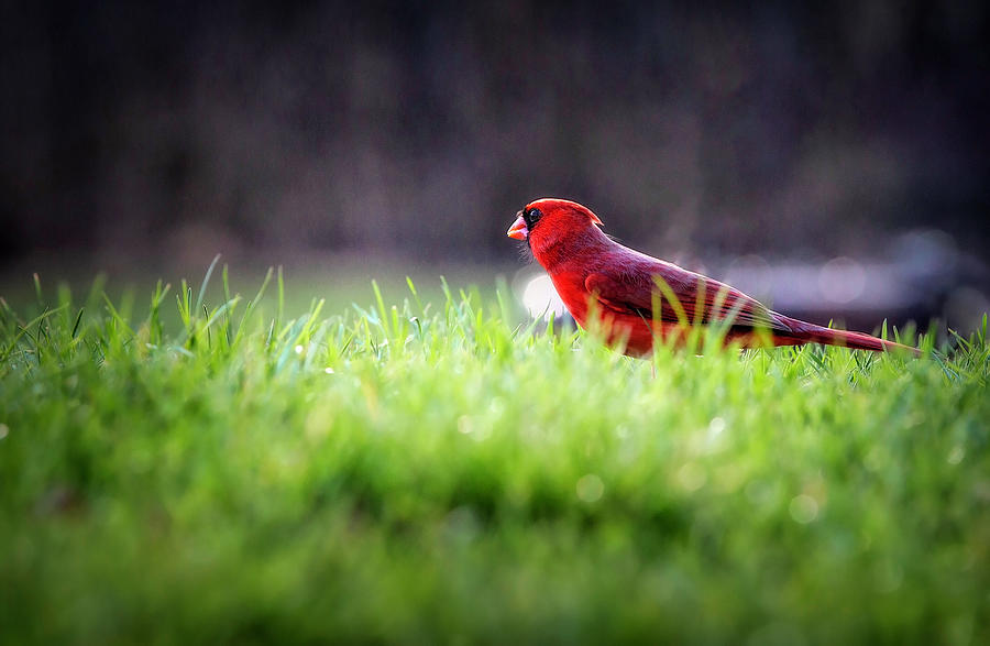 Cardinal on the Ground Photograph by Deborah Penland