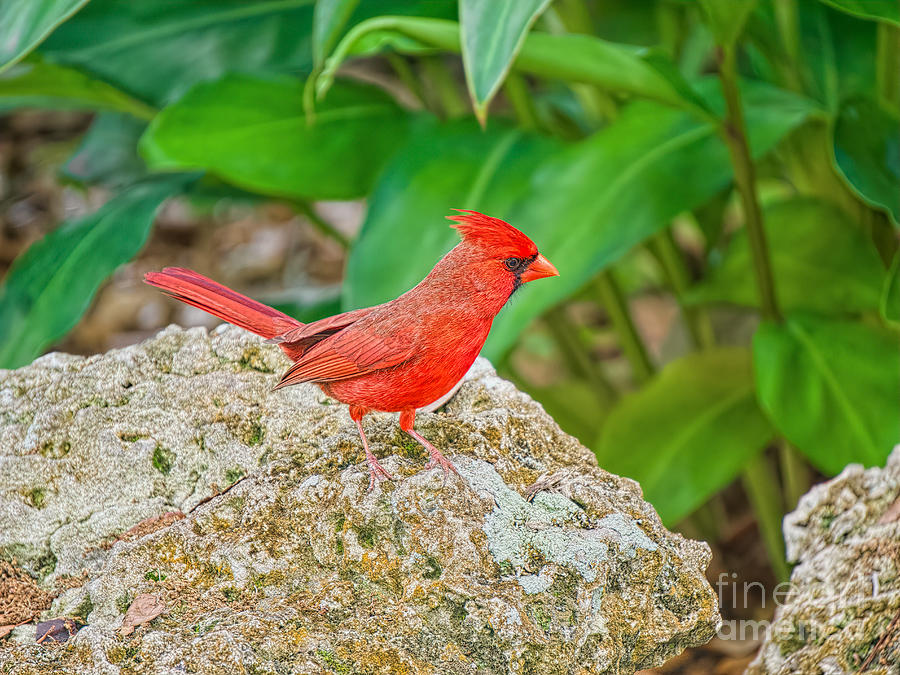 Cardinal on the Rocks Photograph by Judy Kay
