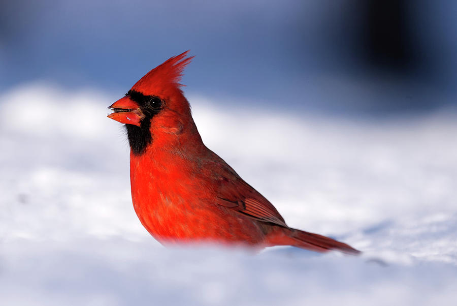 Cardinal on the Snow Photograph by Flinn Hackett