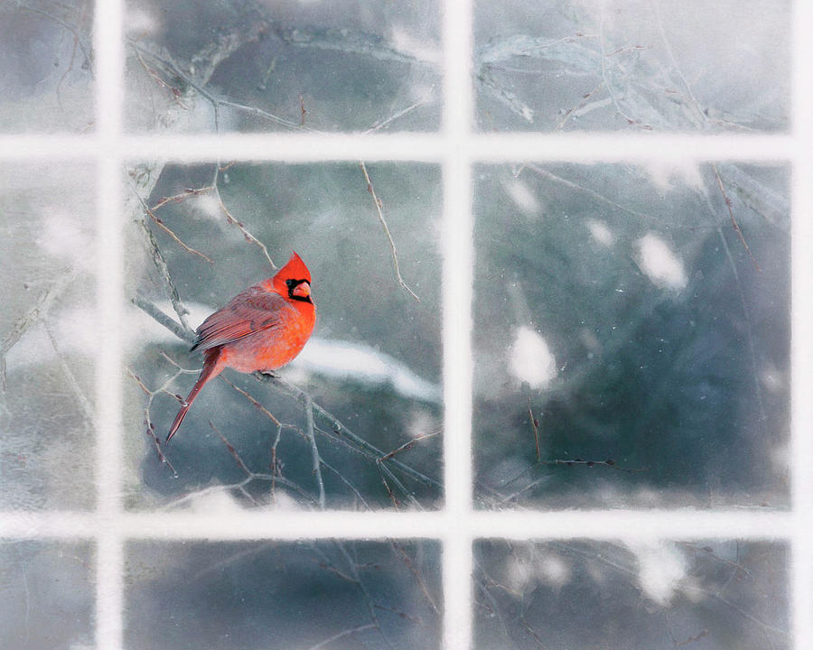 Cardinal out the Window Photograph by Deborah Penland
