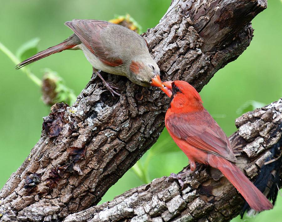 Bird Photograph - Cardinal Pair Bonding by Stuart Harrison