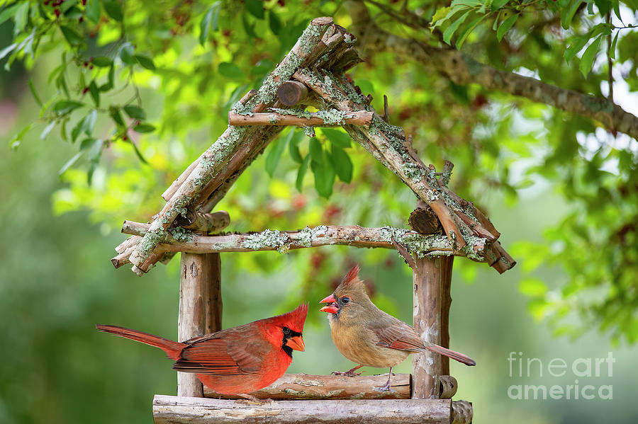 Cardinal Pair in Crepe Myrtle House Feeder Photograph by Bonnie Barry