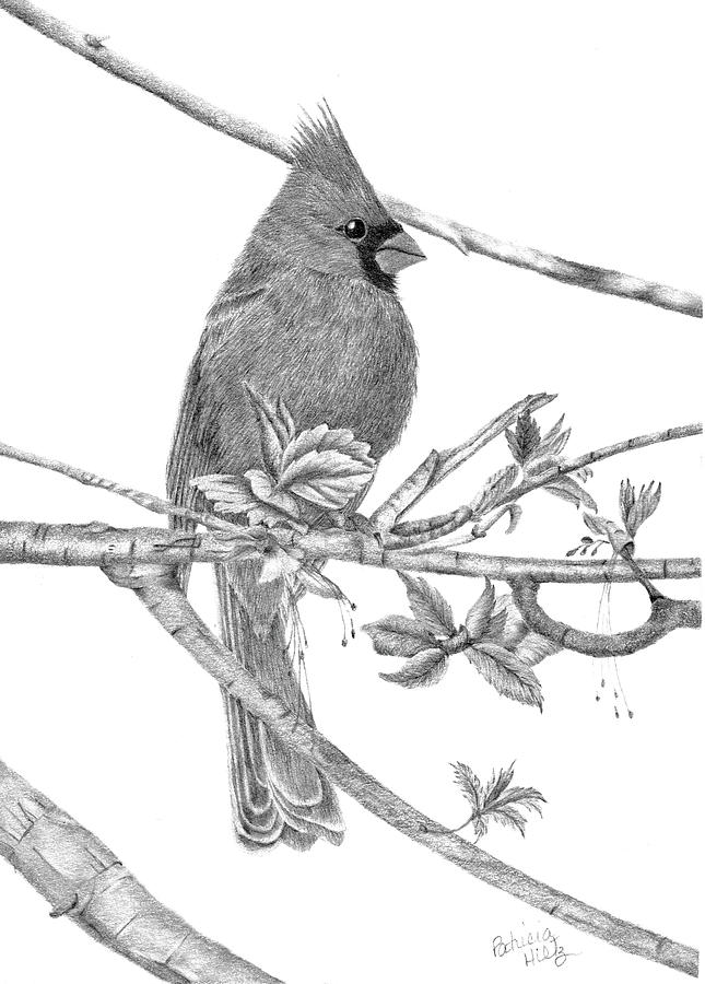 Cardinal Drawing by Patricia Hiltz