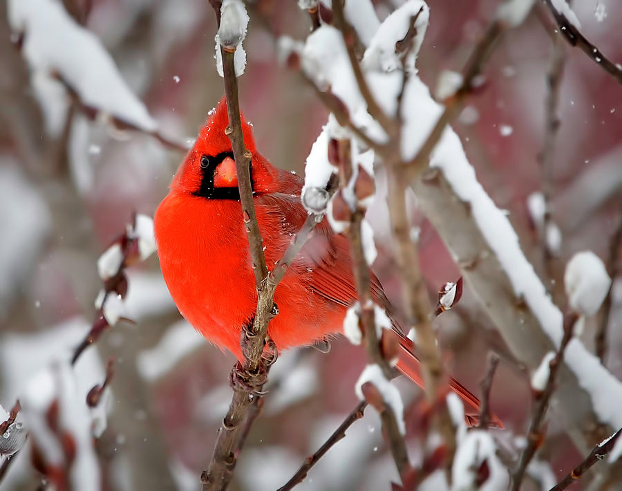 Cardinal Peeking Photograph by Deborah Penland