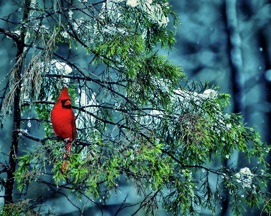 Cardinal Perch Photograph by Michael Frank