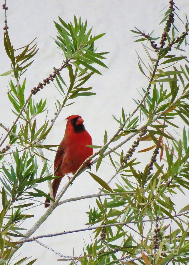 Cardinal Perching Photograph by World Reflections By Sharon