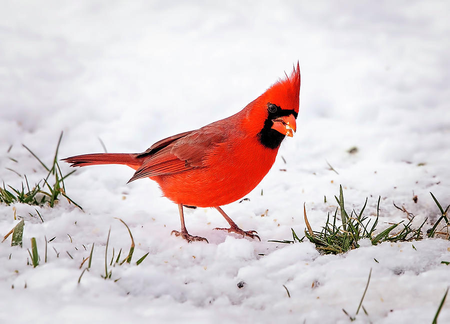Cardinal Playing in the Snow Photograph by Deborah Penland