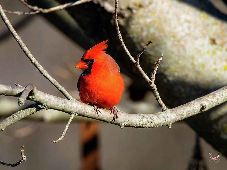 Cardinal Pop Photograph by Pam Rendall