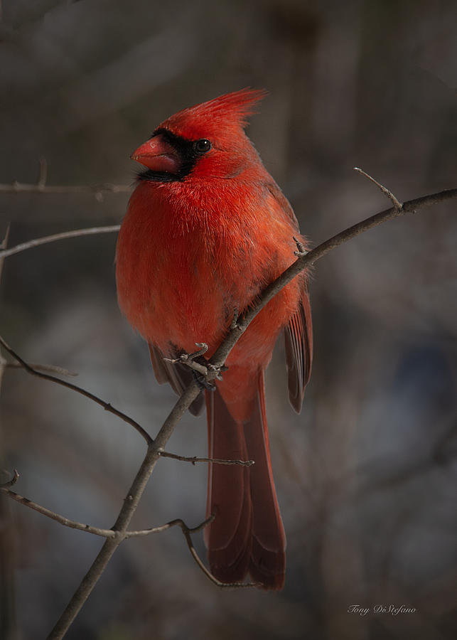 Cardinal, portrait in birds  Photograph by Tony DiStefano