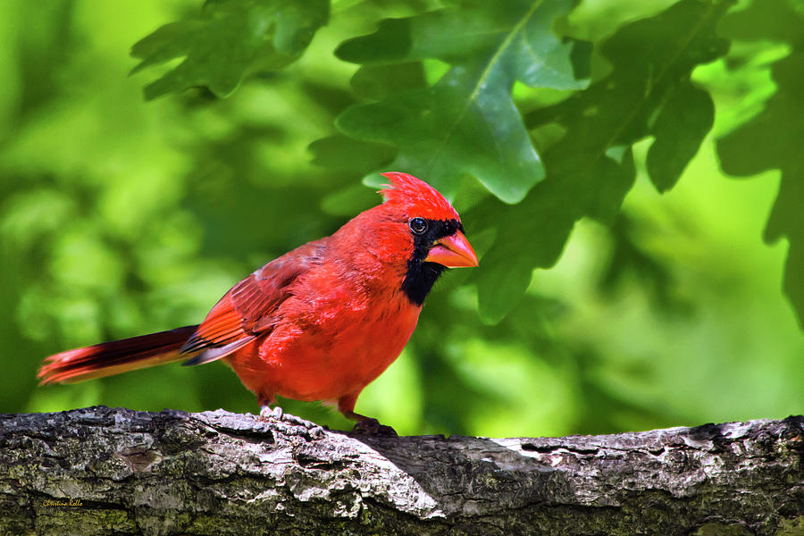 Cardinal Red Photograph by Christina Rollo