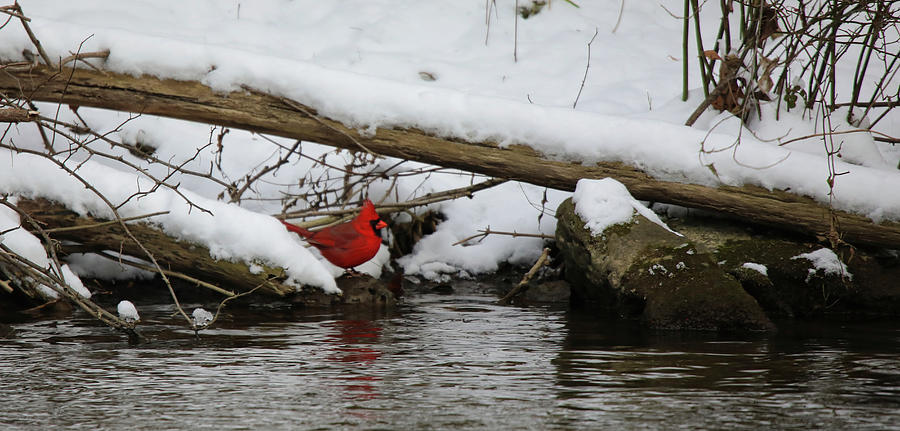 Cardinal Red Reflection Photograph by Scott Burd