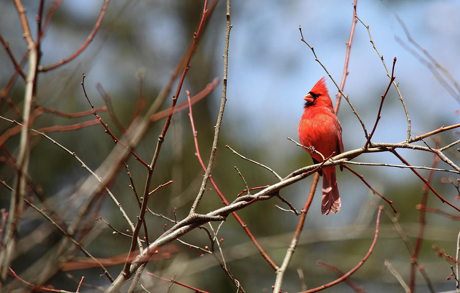 Cardinal Red Photograph by Scott Burd