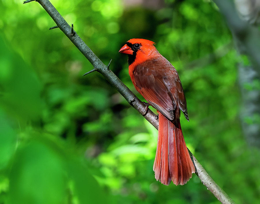 Cardinal Photograph by Regina Muscarella