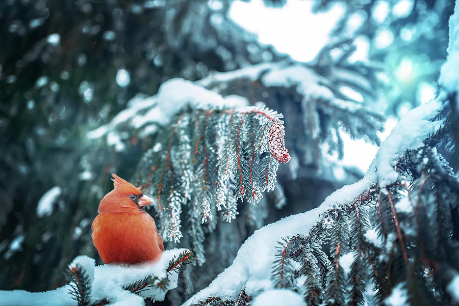 Cardinal Resting in Snow Photograph by Ed Taylor