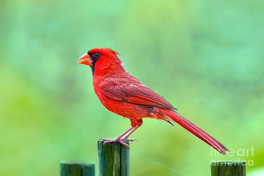 Cardinal Rule Photograph by Judy Kay