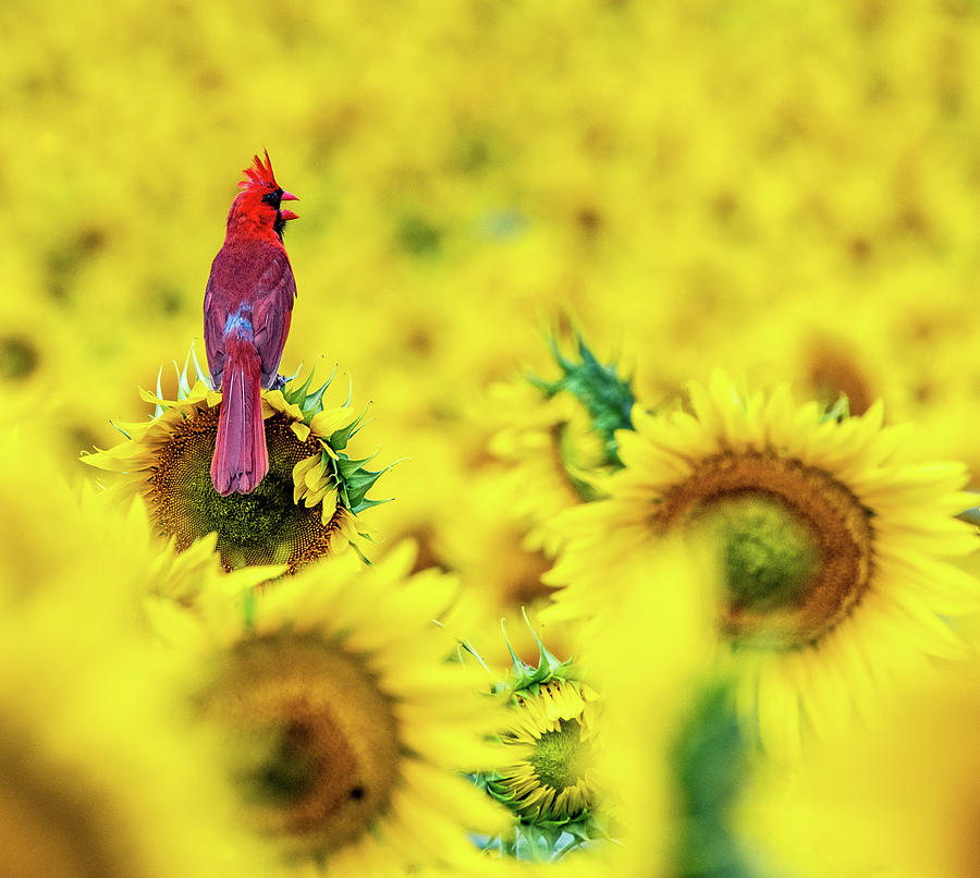 Vintage Cardinals Flying Around Sunflowers You Are My Sunshine