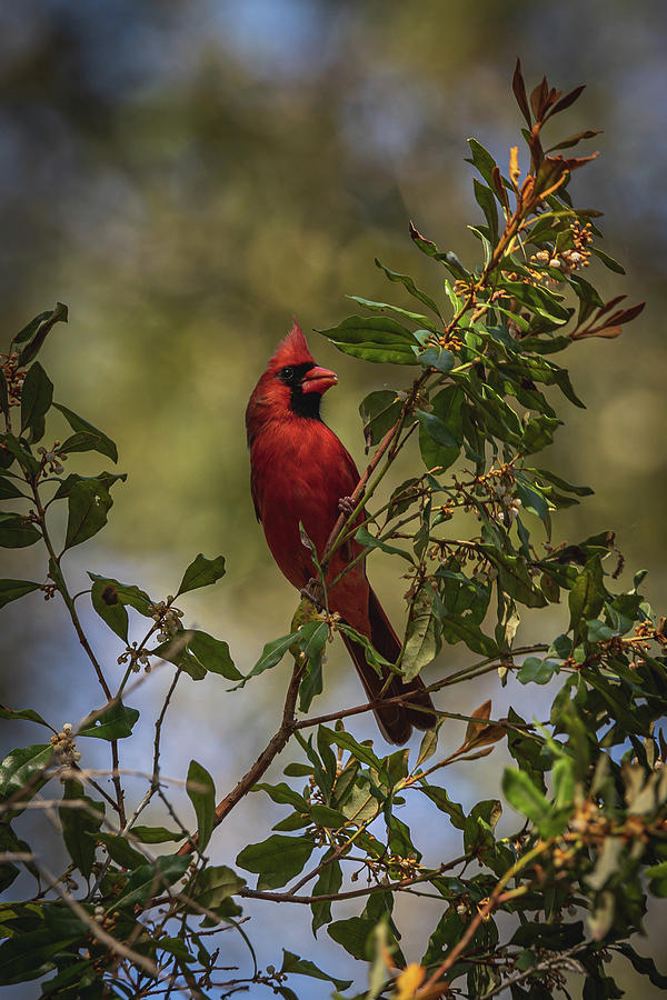 Cardinal Snack Photograph by Brian Anderson Cardinal Snack Photograph by Brian Anderson