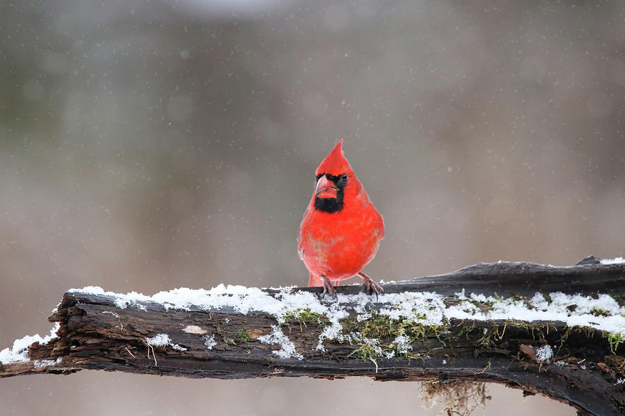Cardinal Snow Photograph by Brook Burling