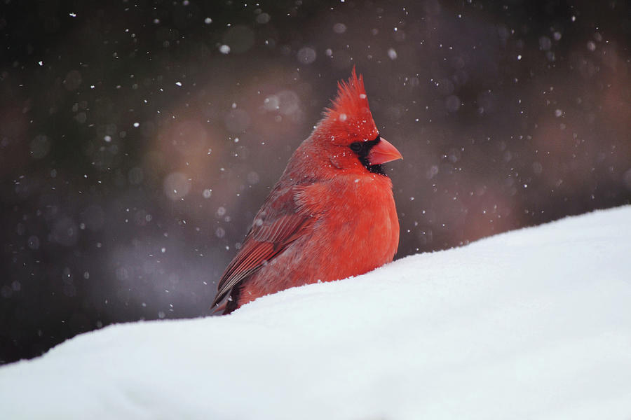 Cardinal So its Snowing Photograph by Gaby Ethington