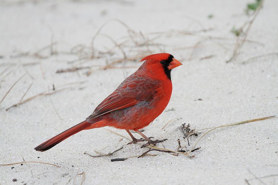 Cardinal Photograph - Cardinal by Stacey Steinberg