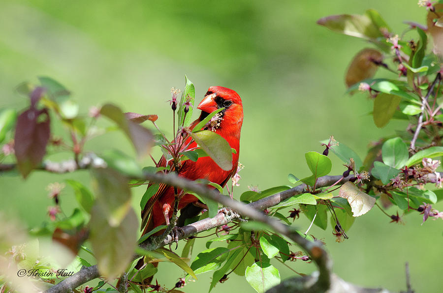 Cardinal Looks Inquiring  Photograph by Kristin Hatt
