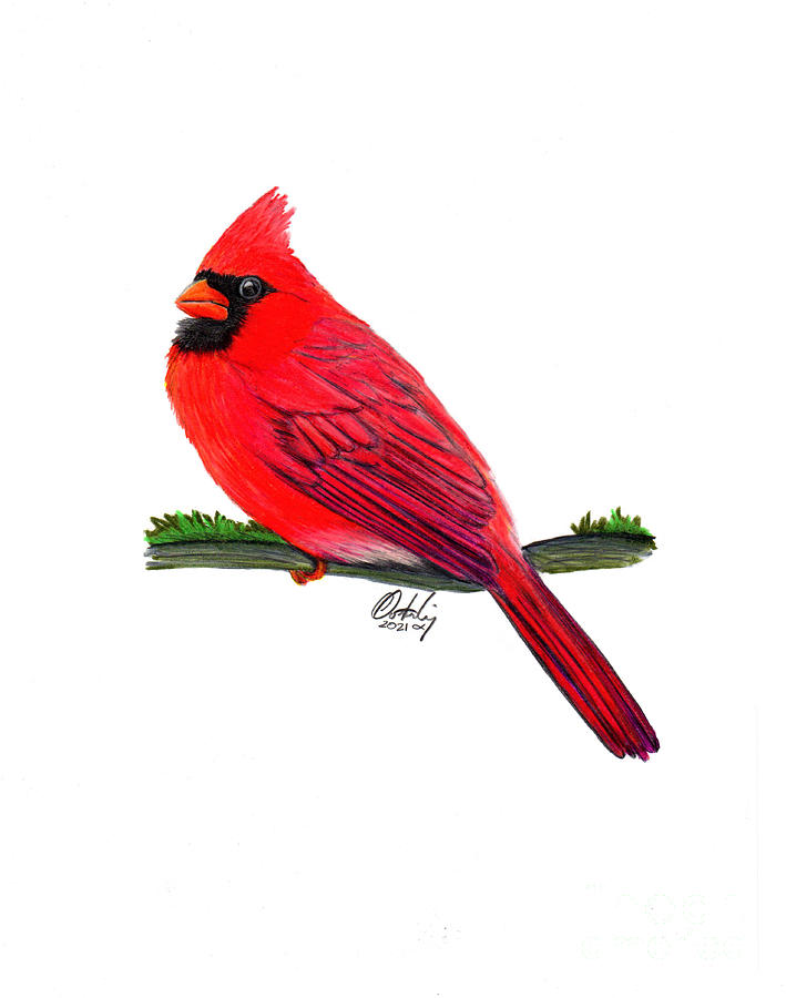 Cardinal Mixed Media by Stephen Oosterling