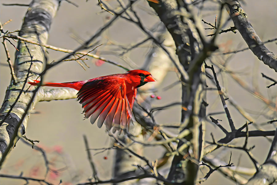 Cardinal Photograph by Stuart Harrison