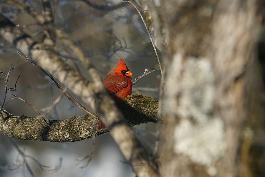 Cardinal Photograph - Cardinal Tennessee by Ernest Echols