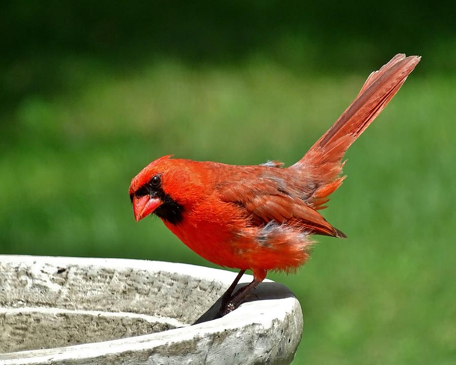 Cardinal Visits The Birdbath Photograph by Susan Sam