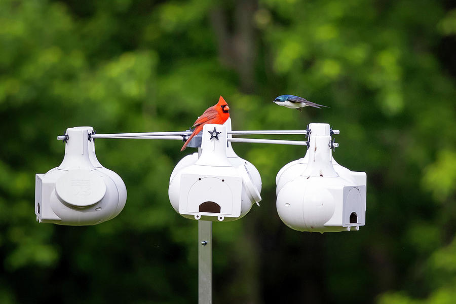Cardinal vs Tree Swallow Photograph by Deborah Penland