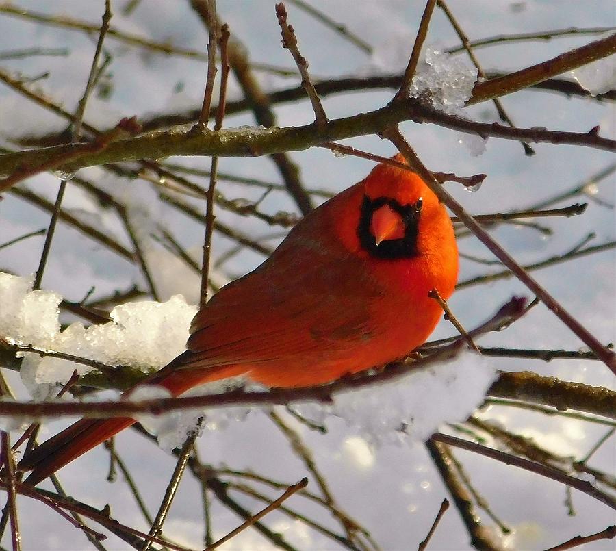 - Cardinal waiting for spring  Photograph by THERESA Nye