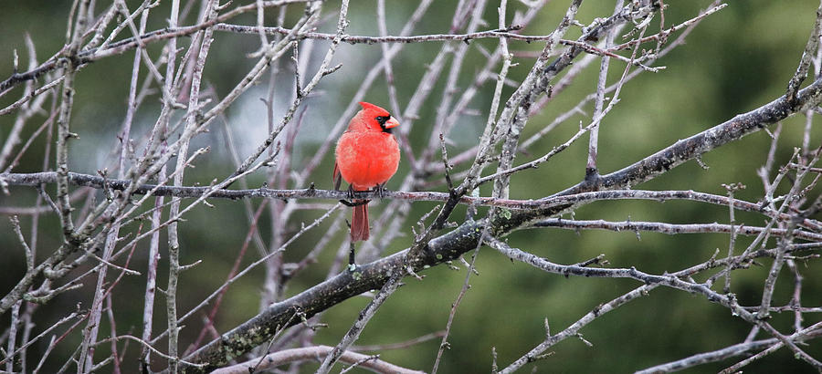 Cardinal Watching Over His Flock Photograph by Scott Burd