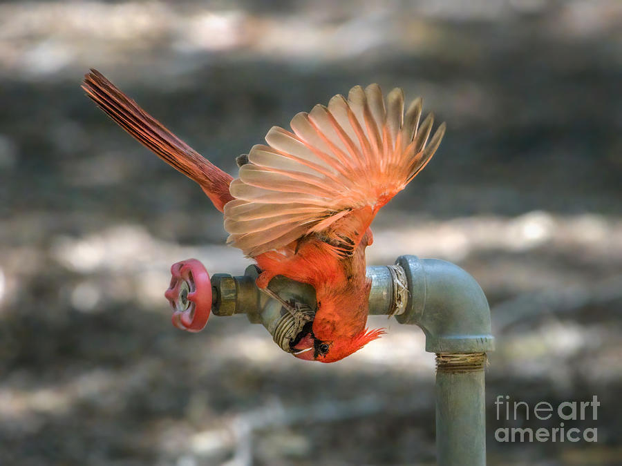 Cardinal Water Fountain Photograph by Lisa Manifold