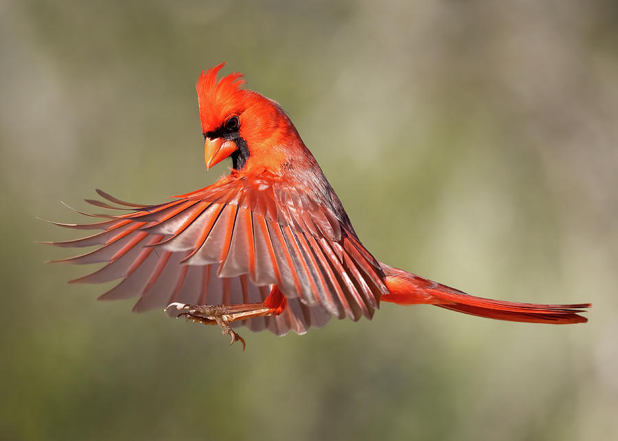 Cardinal Wings Photograph by Jaki Miller