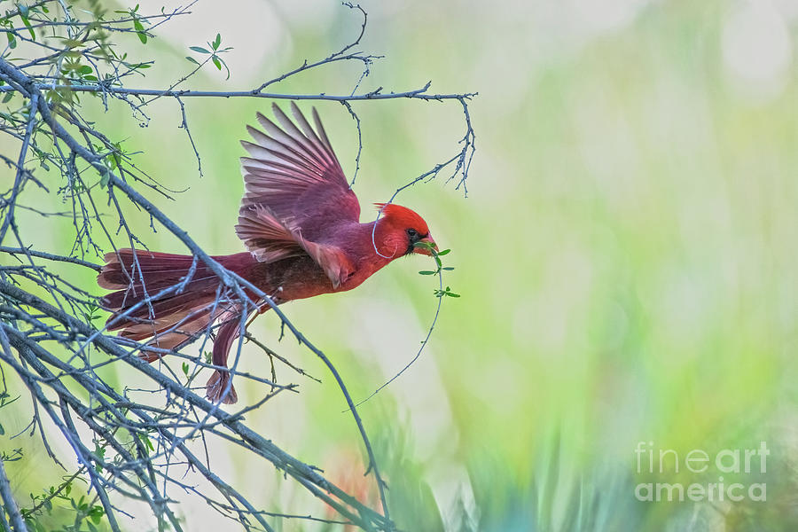 Cardinal With Nesting Material Photograph by Lisa Manifold