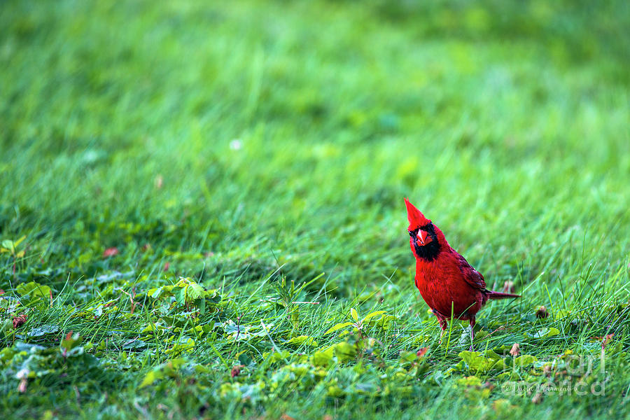 Cardinal with Quizzical Look Photograph by David Arment