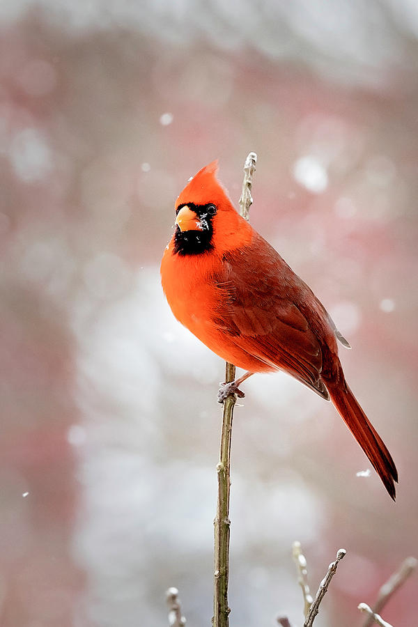 Cardinal with Snowflakes Photograph by Deborah Penland